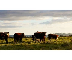 Are you searching for beef suppliers in Australia?