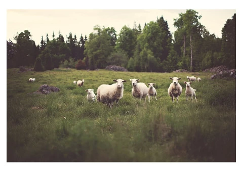 Have you been searching for lamb meat suppliers in Australia?