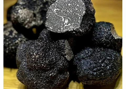 Discover the Richness of Wagyu Beef Tallow! - 5/5