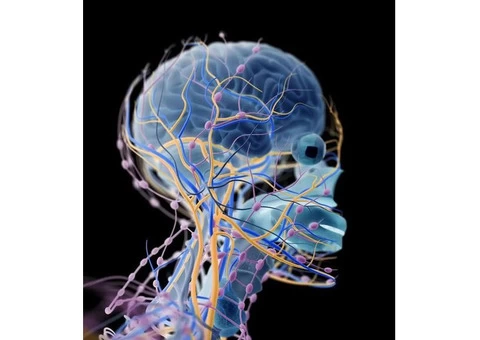 Unlocking Your Potential: Functional Neurology Chiropractic - 2/2
