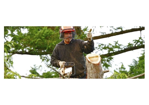 Expert Tree Cutting Adelaide Services