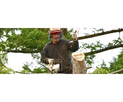 Expert Tree Cutting Adelaide Services