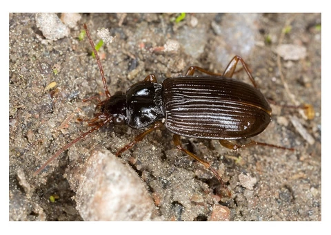 Defend Your Space with Beetle Pest Control in Melbourne
