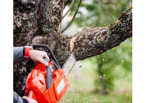 Make the Most of Your Yard and Keep it Safe with Clay Fields Hort's Tree Trimming Services
