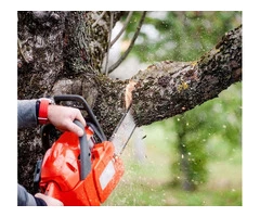 Make the Most of Your Yard and Keep it Safe with Clay Fields Hort's Tree Trimming Services