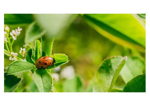 Should Your Garden Be Urgently Sprayed With Tick Spray?