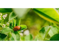Should Your Garden Be Urgently Sprayed With Tick Spray?