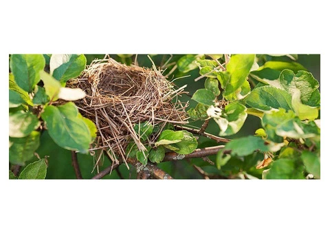 Bird Nest Removal Services At Your Doorstep