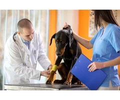 Compassionate Care for Your Beloved Pets at Pet Hospital South Lake