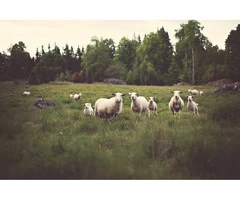 Have you been searching for lamb meat suppliers in Australia?