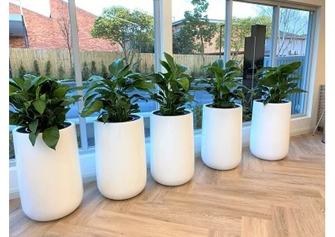 The Best Indoor Office Plant Service