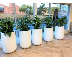 The Best Indoor Office Plant Service