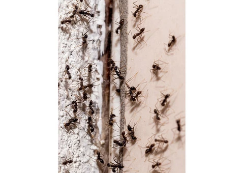 Pest Control Melbourne - 1/3