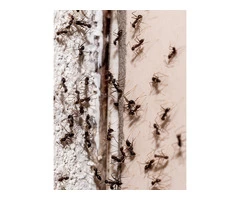 Pest Control Melbourne