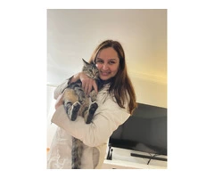 Vet Clinics - Caring for your pet like they're our own