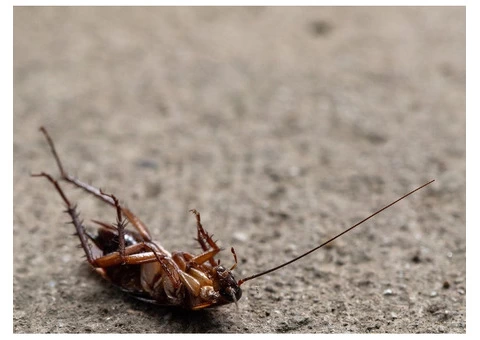 Professional Cockroach Control and Removal Services in Warrimoo