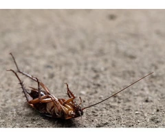 Professional Cockroach Control and Removal Services in Warrimoo