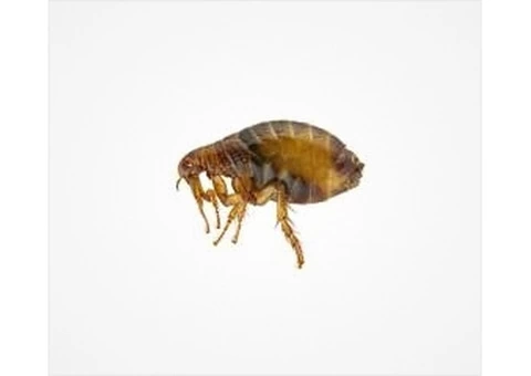 VIP Pest Control - The Best Pest Control in Melbourne for Your Home