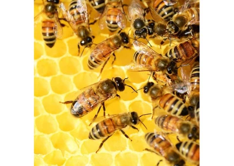 Top-Rated Pest Control Services: Your Ultimate Solution for a Pest-Free Home - 3/3