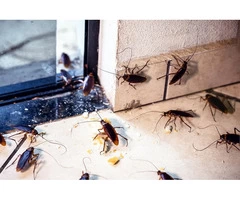 Expert Cockroach Control Services in Melbourne - Infinity Pest Solutions