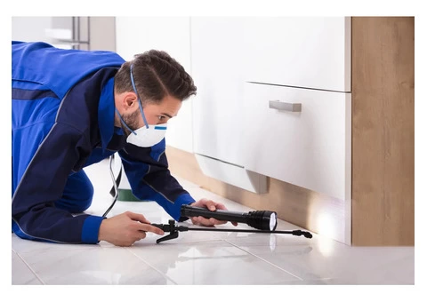 Expert Cockroach Control Services in Melbourne - Infinity Pest Solutions - 3/3