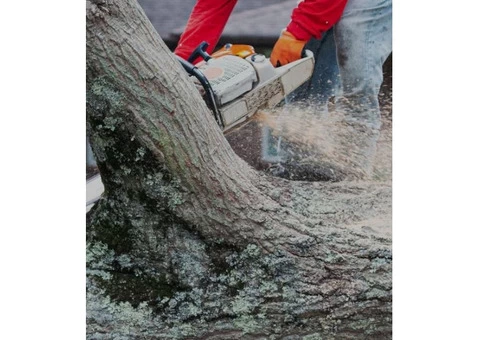 Tree Removal Adelaide Hills