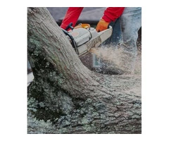 Tree Removal Adelaide Hills