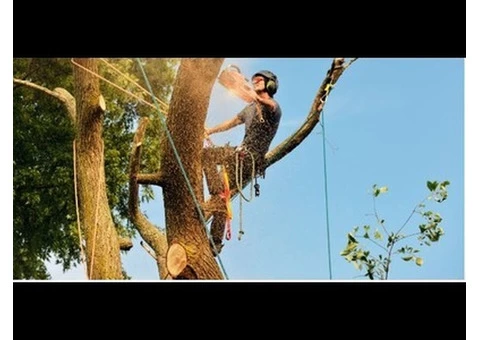 tree removal eastern suburbs sydney