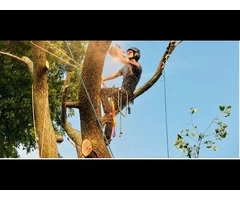 tree removal eastern suburbs sydney