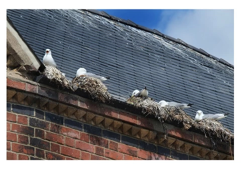 Seagull Pest Control Melbourne: Get Rid of Them Once and for All