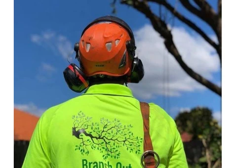 Tree Removal North Shore