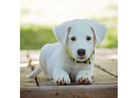 Dog Overnight Boarding near Me