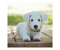 Dog Overnight Boarding near Me