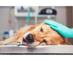 Emergency Vet Perth - 24/7 Pet Emergency Care