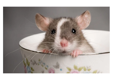 RIP Rodent Control Sydney - 2/3