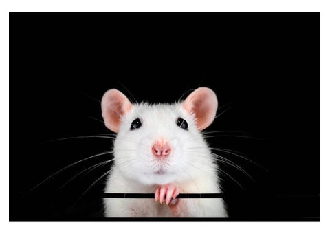 RIP Rodent Control Sydney - 3/3