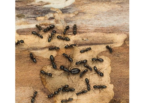 Trusted Ant Control Specialists in Clyde