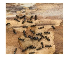 Trusted Ant Control Specialists in Clyde