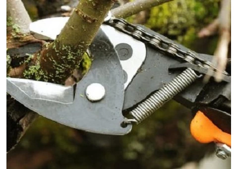 Expert Tree Pruning Arborists in Melbourne