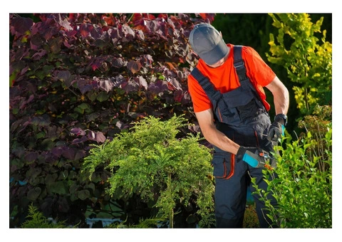 Attention Homeowners: Transform Your Lawn Today!