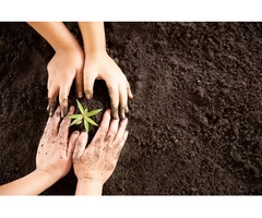 Revive the Earth: Soil Remediation for a Greener Future