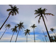 Stump Removal Adelaide Services | Expert Tree Stump Removal in Adelaide