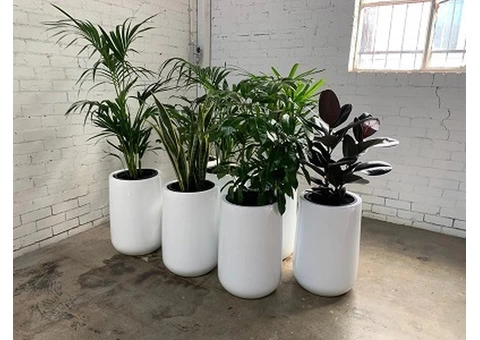 Office Plants: Transform Your Office into a Healthy and Beautiful Environment