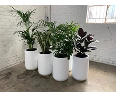 Office Plants: Transform Your Office into a Healthy and Beautiful Environment