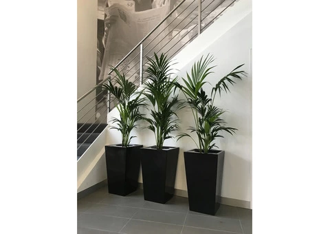 Brighten Up Your Home or Office with Best Indoor Plants