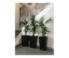 Brighten Up Your Home or Office with Best Indoor Plants