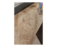 Are You Looking for Carpet Dry Cleaning in Melbourne?