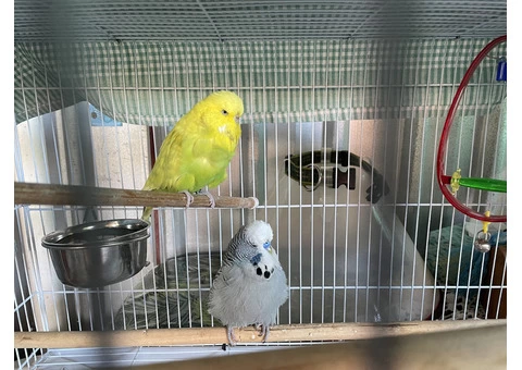 Budgies with cage - 1/5