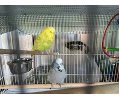 Budgies with cage