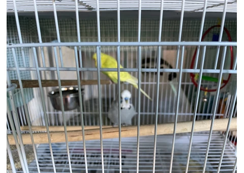 Budgies with cage - 2/5